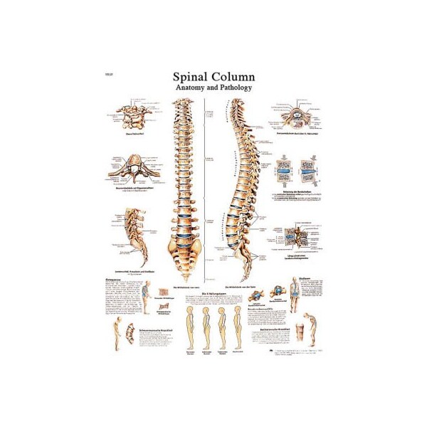 3B Anatomical Chart - Spinal Column, Paper